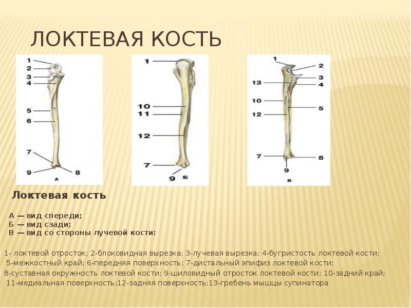 Головка Локтевой Кости Фото