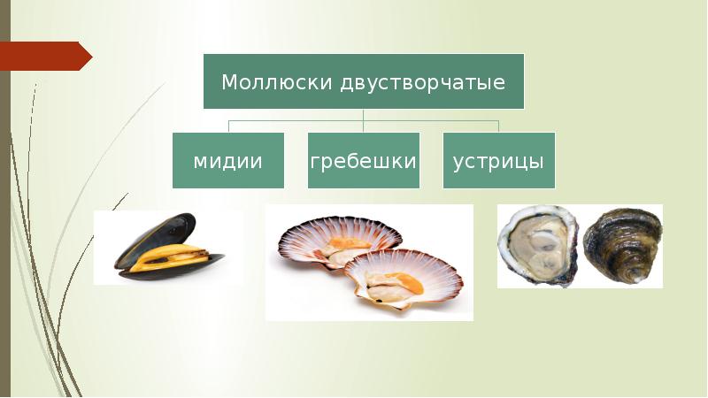 Нерыбные продукты моря презентация