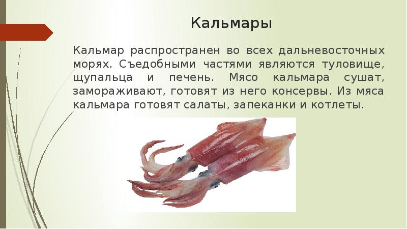 К какому классу относится кальмар