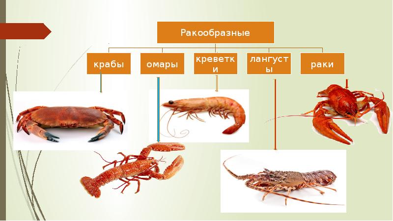 Нерыбные продукты моря презентация