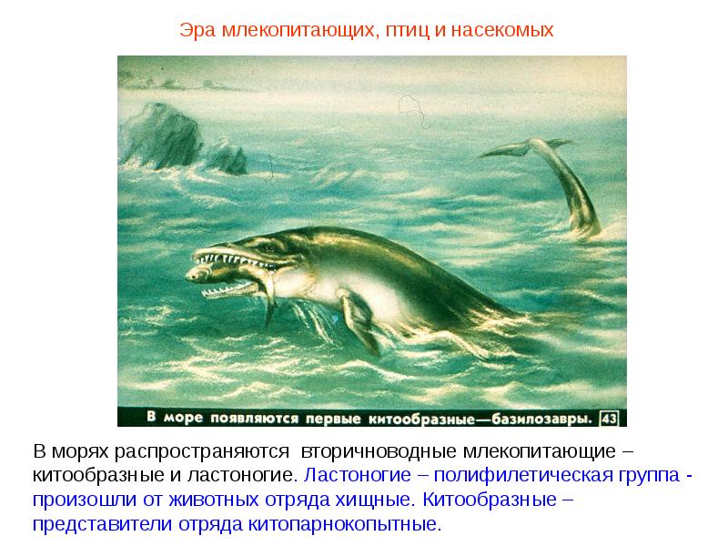 Ихтиозавр первичноводный. Вторичноводных млекопитающих. Вторично видные животные. Китообразные вторичноводные. Отряд ластоногие и китообразные представители.