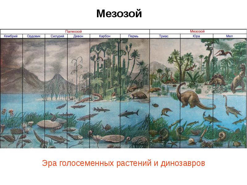 Развитие жизни на земле эра древней жизни презентация 9 класс