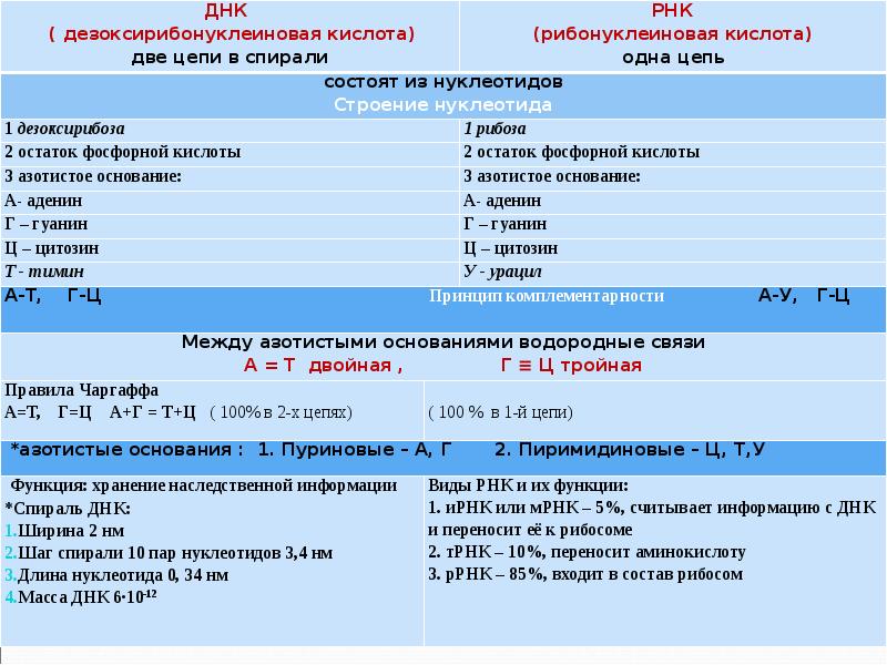 Молекулярная масса днк. Соотношение нуклеотидов в ДНК. Количество нуклеотидов. Сколько нуклеотидов в ДНК. Сколько видов нуклеотидов в ДНК.