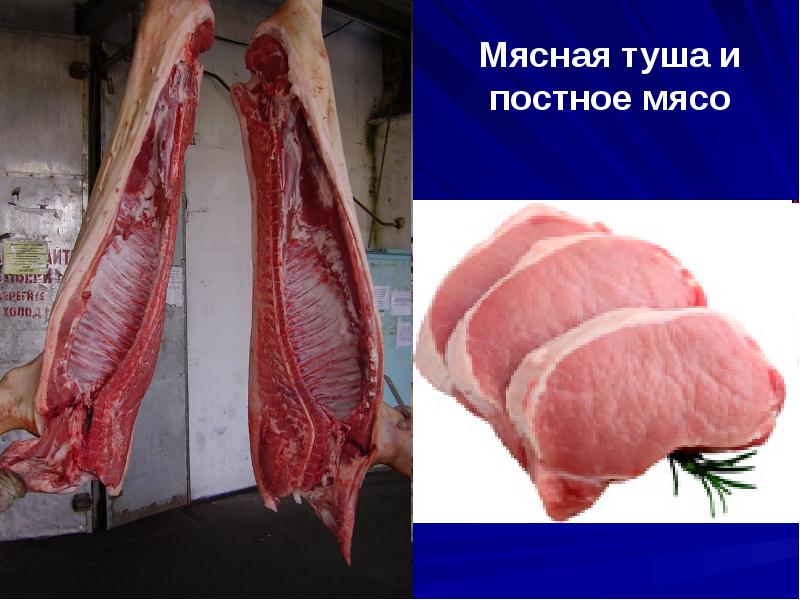 Мясная туша и постное мясо Мясная туша и постное мясо