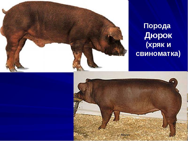 Порода Дюрок (хряк и свиноматка) Порода Дюрок (хряк и свиноматка)