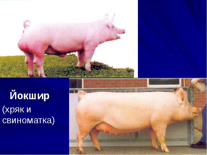 Йокшир
Йокшир
(хряк и свиноматка) Йокшир
Йокшир
(хряк и свиноматка)