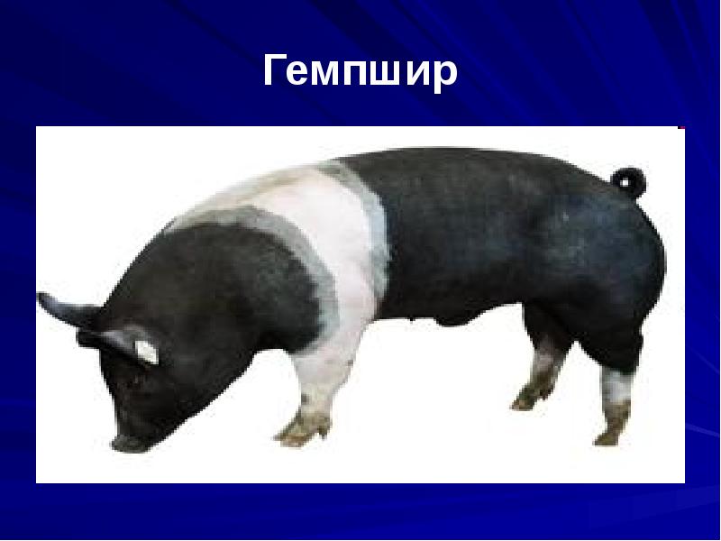 Гемпшир Гемпшир