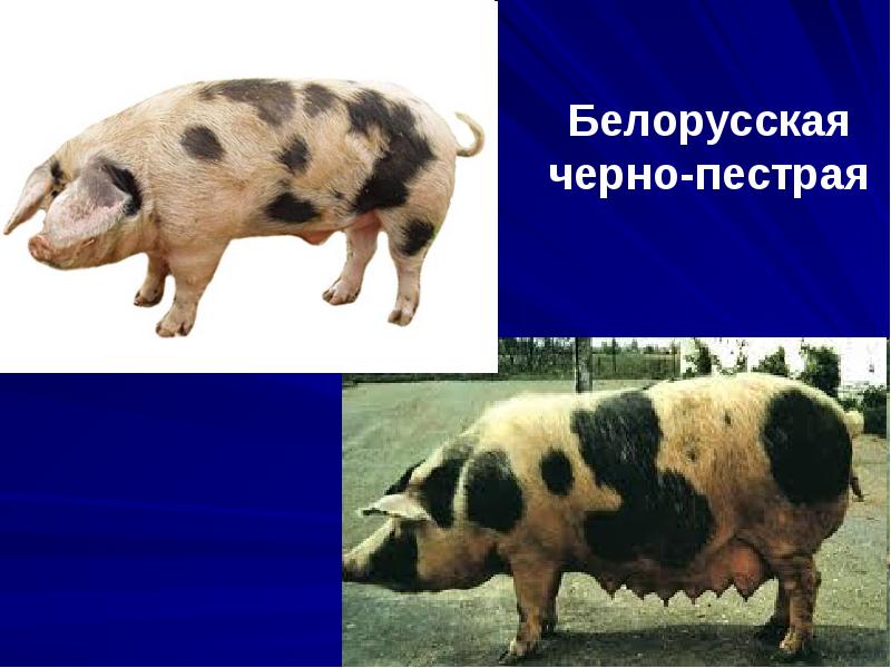Белорусская черно-пестрая Белорусская черно-пестрая