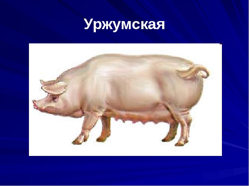 Уржумская Уржумская