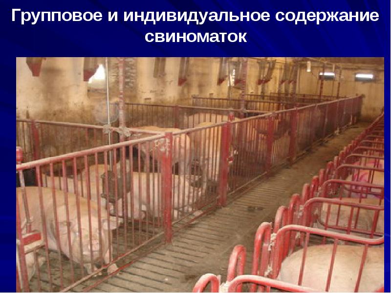 Групповое и индивидуальное содержание свиноматок Групповое и индивидуальное содержание свиноматок