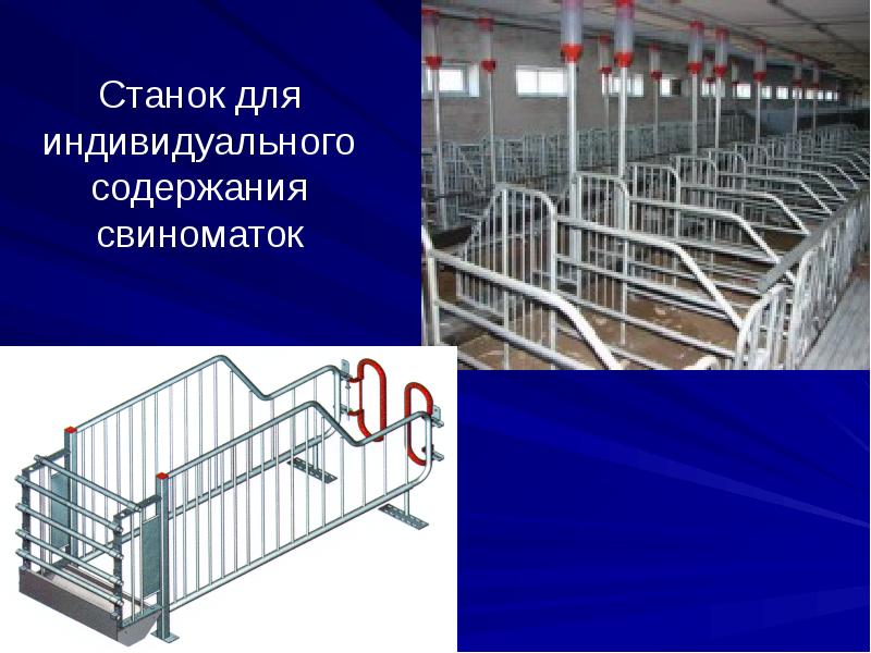 Станок для индивидуального содержания свиноматок Станок для индивидуального содержания свиноматок