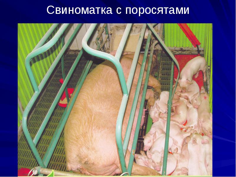 Свиноматка с поросятами Свиноматка с поросятами