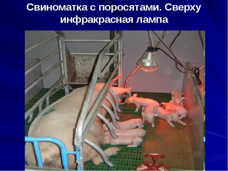 Свиноматка с поросятами. Сверху инфракрасная лампа Свиноматка с поросятами. Сверху инфракрасная лампа