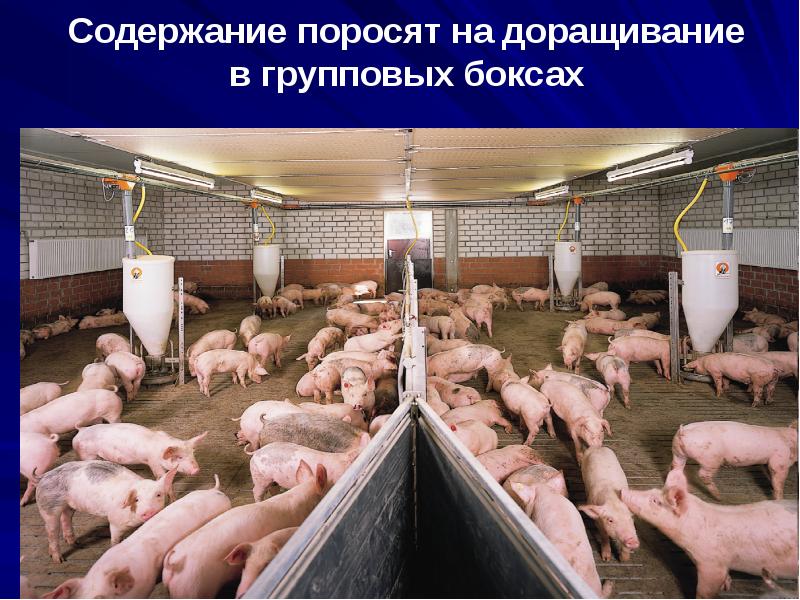 Содержание поросят на доращивание в групповых боксах Содержание поросят на доращивание в групповых боксах