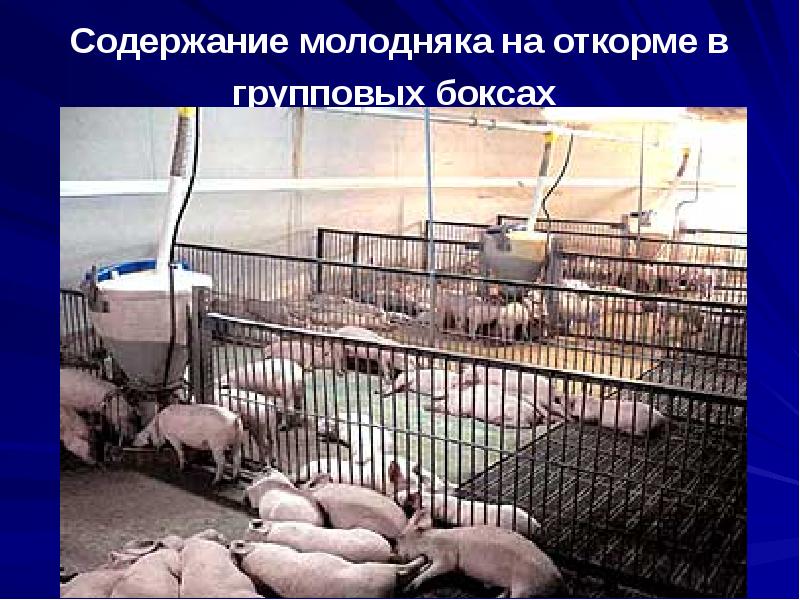 Содержание молодняка на откорме в групповых боксах Содержание молодняка на откорме в групповых боксах