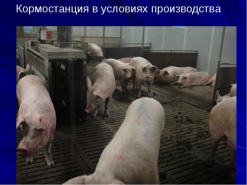 Кормостанция в условиях производства
Кормостанция в условиях производства Кормостанция в условиях производства
Кормостанция в условиях производства