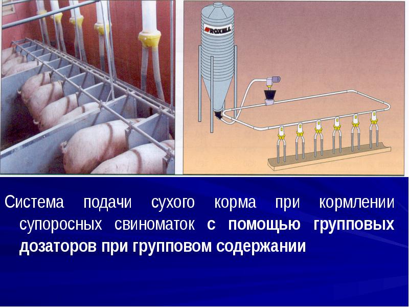 Система подачи сухого корма при кормлении супоросных свиноматок с помощью групповых Система подачи сухого корма при кормлении супоросных свиноматок с помощью групповых