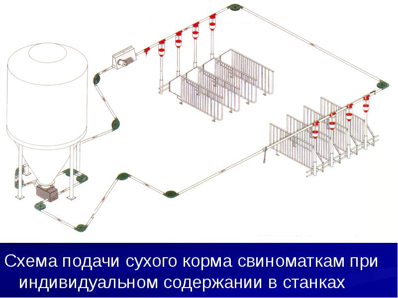 Схема подачи сухого корма свиноматкам при индивидуальном содержании в станках Схема подачи сухого корма свиноматкам при индивидуальном содержании в станках