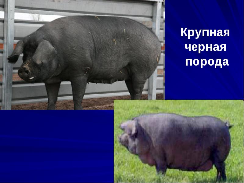 Крупная черная порода. Крупная черная порода свиней характеристика. Свиньи черной породы фото и названия. Показать фото самых больших пород черных свиней.