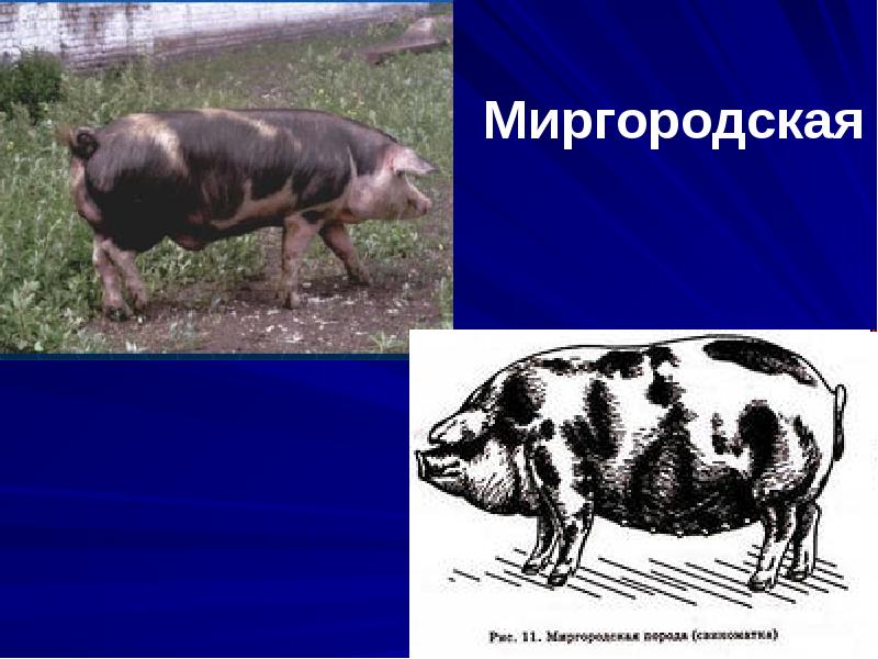 Миргородская Миргородская