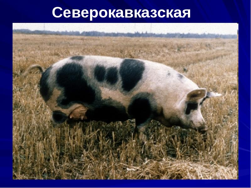 Северокавказская Северокавказская