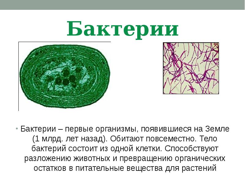 1 организмы появившиеся на земле