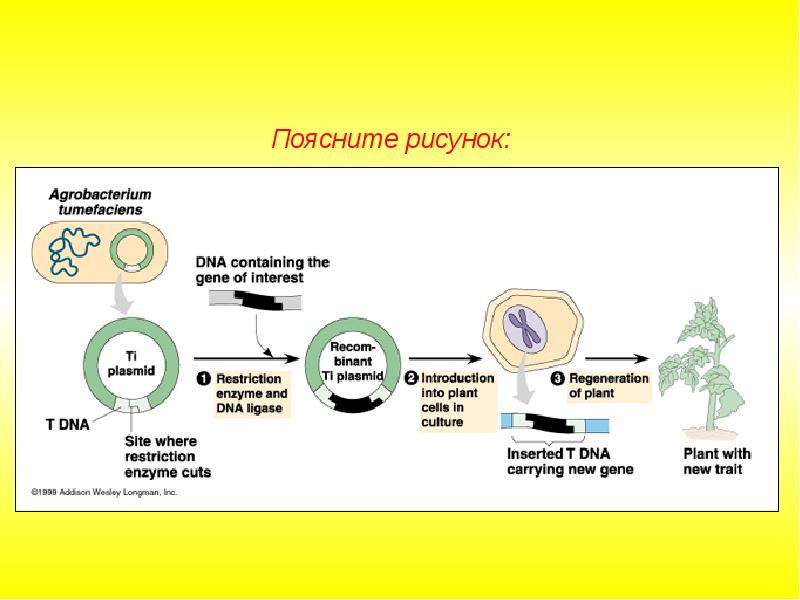 Получение трансгенных растений презентация