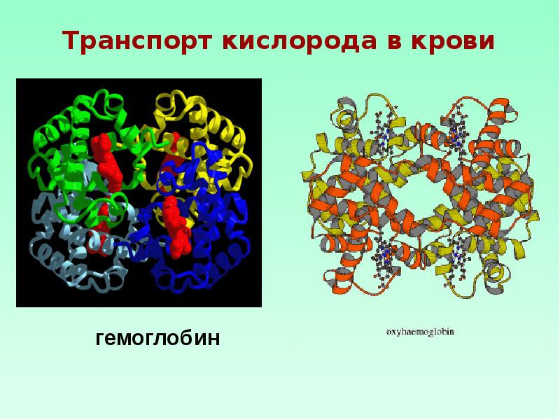 Белок три