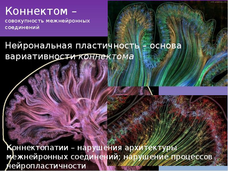 Основная цель проекта коннектом человека