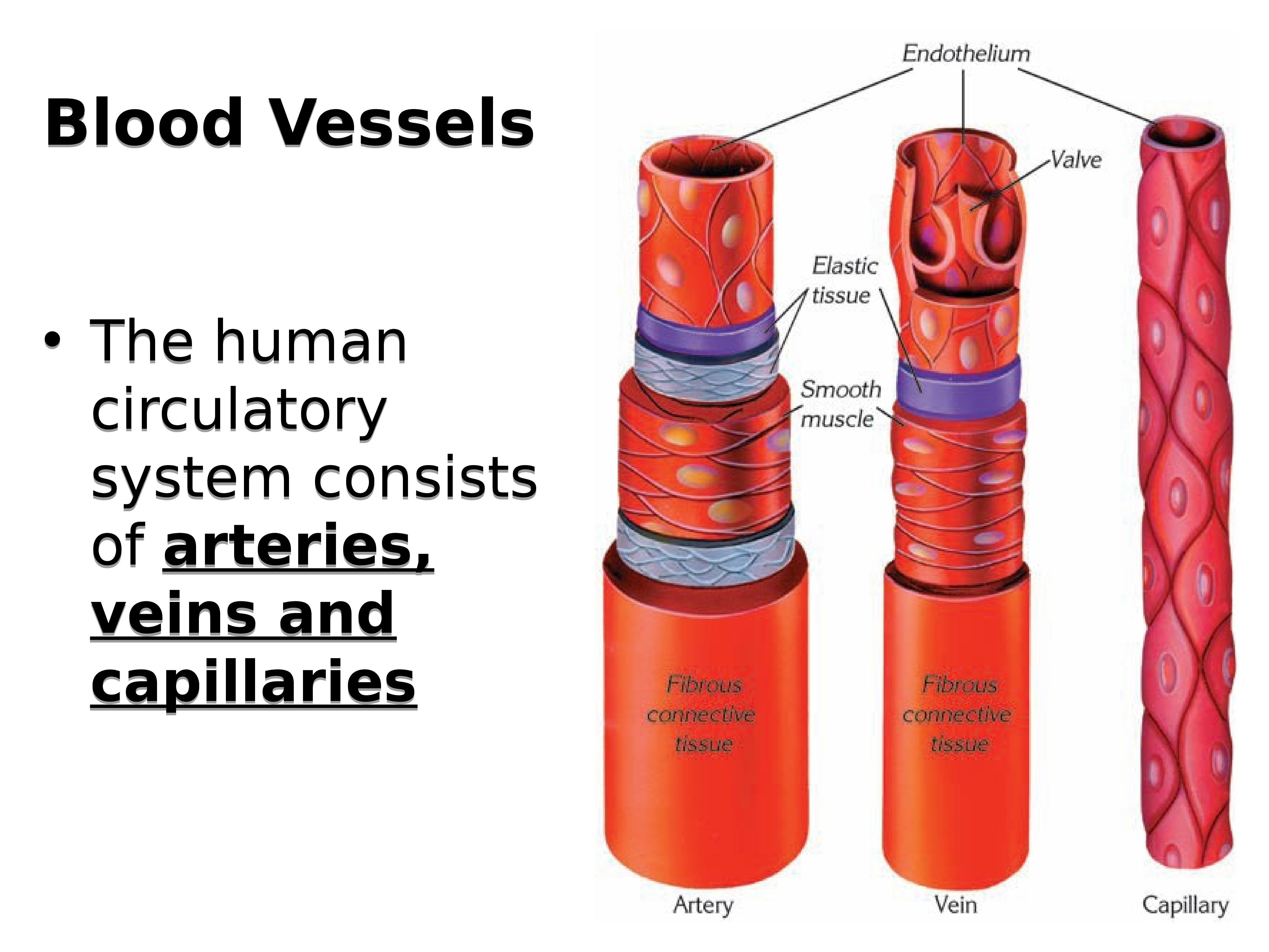 heart-and-blood-vessels