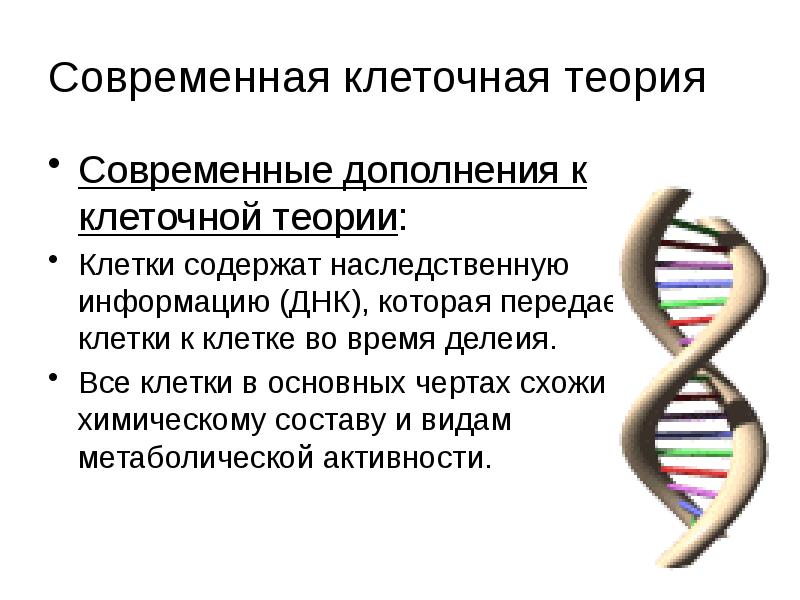 Ядро обязательный компонент всех клеток. Клетки содержат наследственную информацию. Ядро в клетке участвует в:. Передача наследственной информации клетки. Хранение и реализация генетической информации клетка.