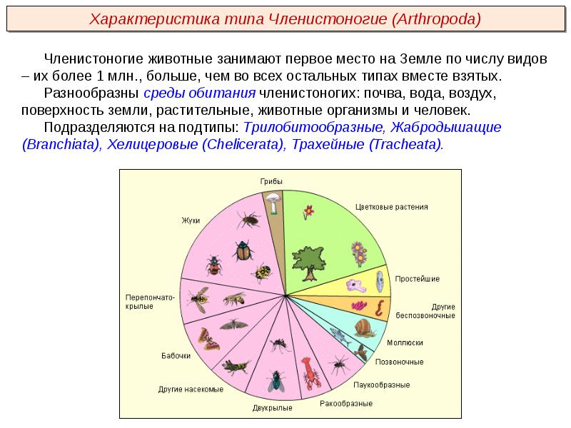 Место обитания членистоногих. Самый многочисленный класс типа Членистоногие. Дать характеристику типу членистоногих. Членистоногие в почве.