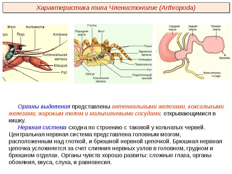 Системы органов членистоногих и описание таблицы