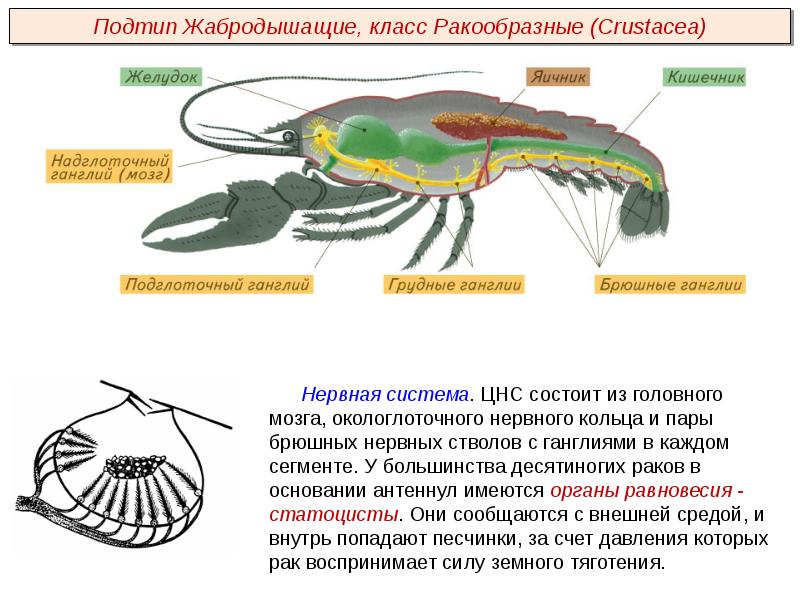 Из чего состоит наружный скелет представленного на рисунке организма