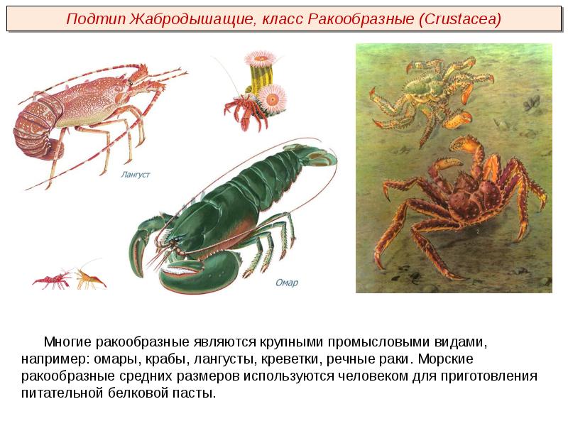 Презентация по биологии 7 класс тип членистоногие класс ракообразные