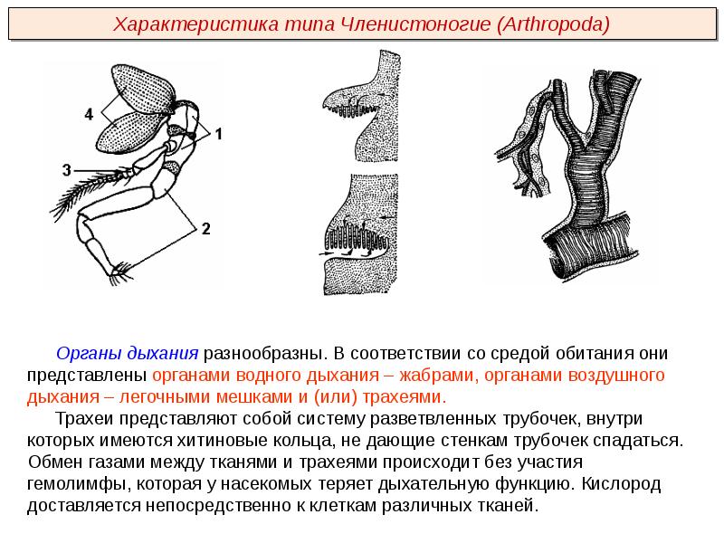 Функция которую выполняют трахеи у членистоногих. Тип Членистоногие трахей. Рычаги у членистоногих.