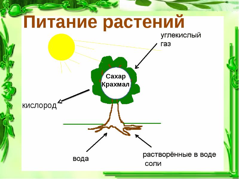 Схема дыхания растений