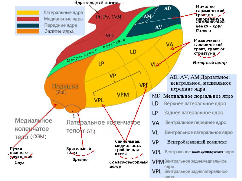 Схема ядер таламуса