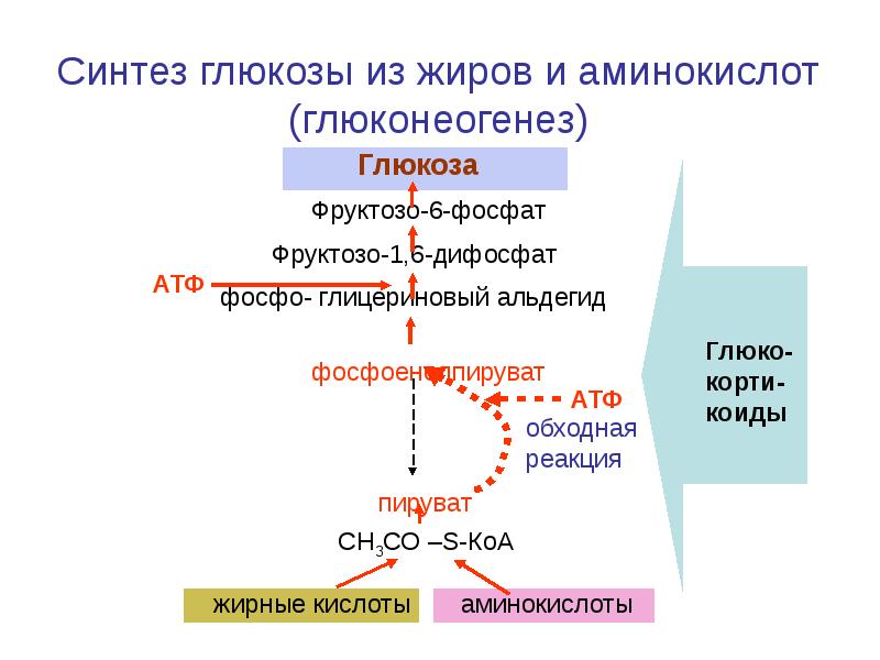 Последовательность этапов окисления глюкозы. Синтез Глюкозы из жиров глюконеогенез. Синтез аминокислот из Глюкозы 6 фосфата. Синтез фруктозо-6-фосфата. Апотомический путь окисления Глюкозы схема.