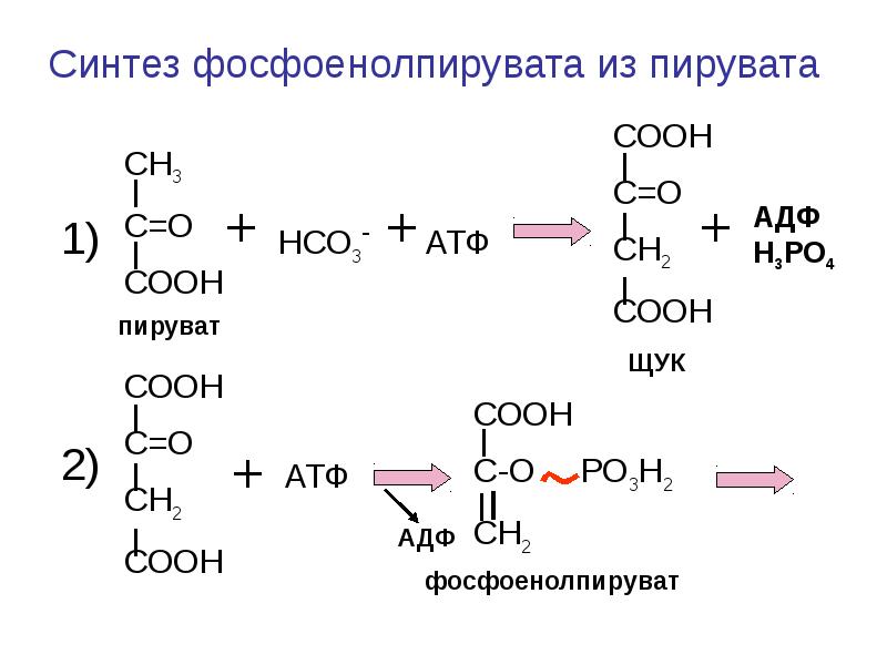 Пировиноградная кислота сколько атф. Оксалоацетат в фосфоенолпируват. Пируват со2 АТФ. Синтез Глюкозы из фосфоенолпирувата. Оксалоацетат фосфоенолпируват реакция.