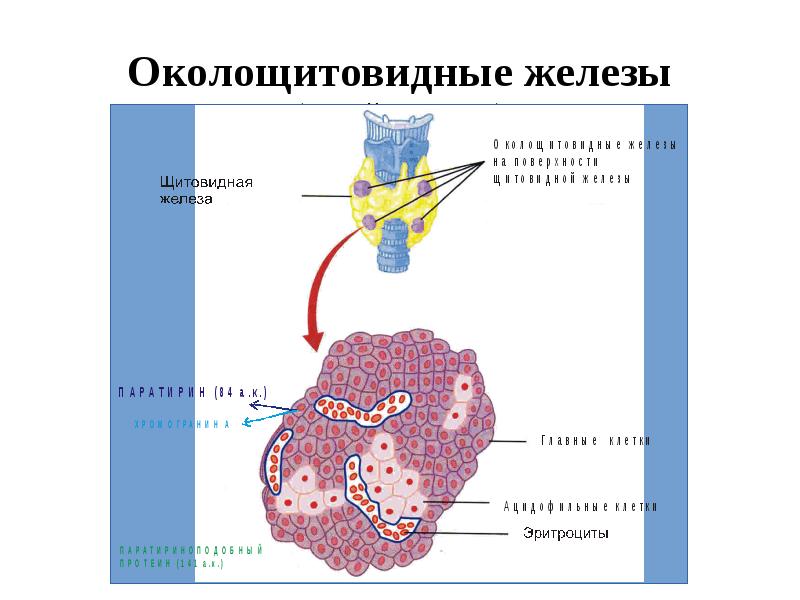 Околощитовидные железы презентация