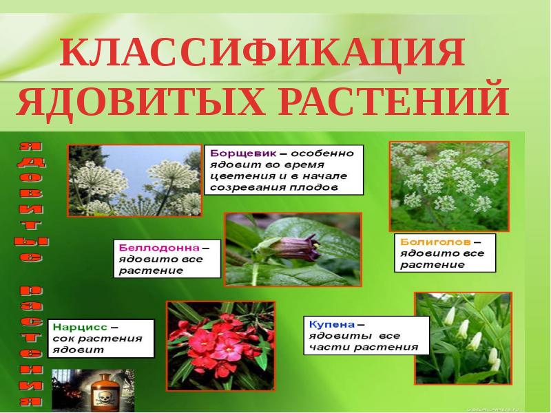 Ядовитые растения орловской области фото и описание