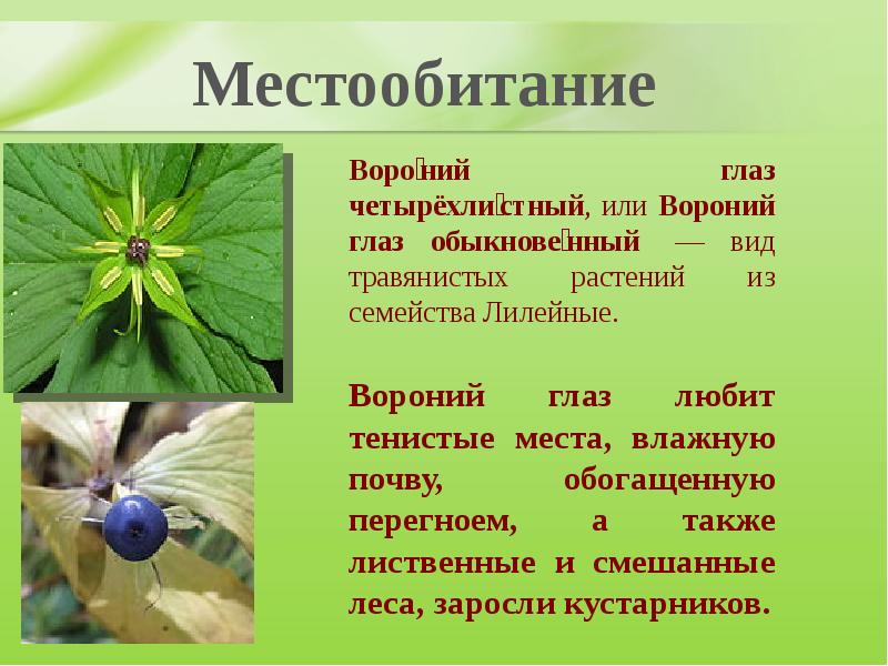 Проект ядовитые растения с пользой для человека