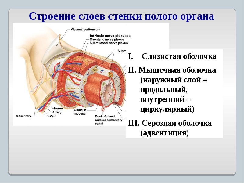 Общий план строения органа