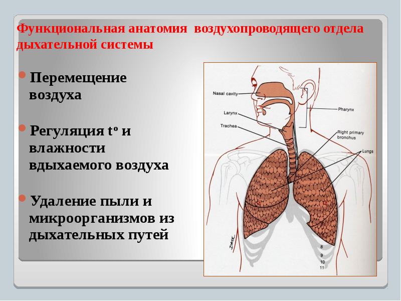 Функциональная анатомия дыхательной системы презентация