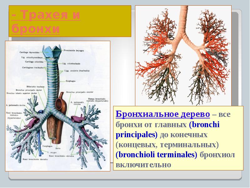 Трахея и бронхи фото