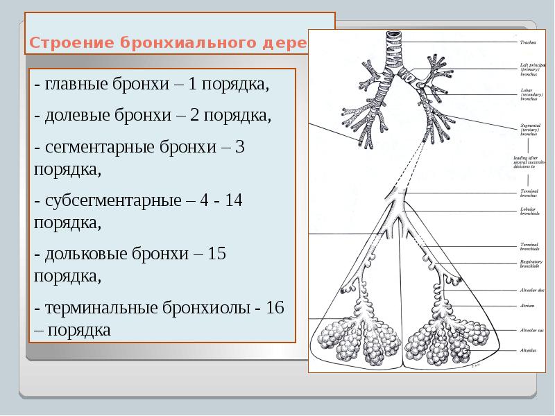 Бронхи схема строения