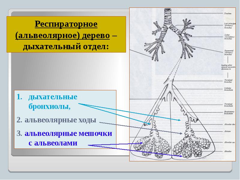 Схема строения ацинуса легкого рисунок с подписями