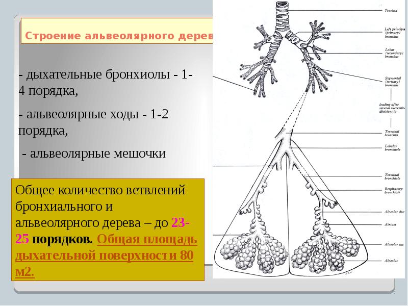 Схема строения ацинуса