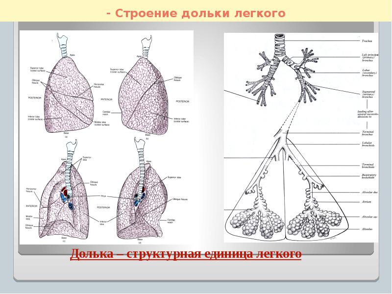 Изучите структурную единицу легкого ацинус сделайте к рисунку обозначения